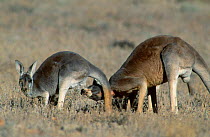 Male Red kangaroo testing to see if female is in oestrus {Macropus rufus} Sturt NP NSW