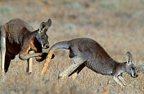 Male Red kangaroo testing to see if female is in oestrus {Macropus rufus} Sturt NP NSW