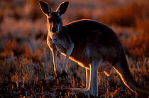 Female Red kangaroo backlit at sunset {Macropus rufus} Sturt NP New South Wales Australia