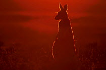 Female red kangaroo backlit in evening sun {Macropus rufus} Sturt NP NSW Australia