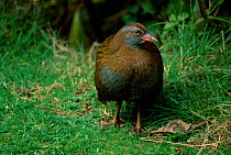 North Island Weka {Gallirallus australis greyi} New Zealand 1991 endangered