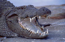 Mugger Crocodile jaw open {Crocodylus palustris} Cauvery River Karnataka India . Not available for ringtone/wallpaper use.