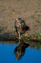 Immature African harrier hawk {Polyboroides typus} Moremi WR Botswana