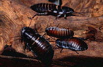Madagascar hissing cockroaches {Gromphadorhina portentosa} captive