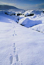 Mountain hare track in snow {Lepus timidus} Peak District NP, UK