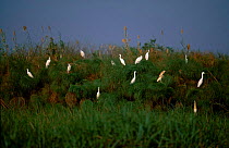 Little egrets {Egretta garzetta} Squacco herons {Ardeola ralloides} Zambia
