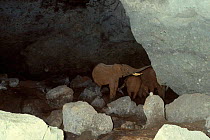 African elephant testing Kitum cave wall for minerals {Loxodonta africana} Mt Elgon