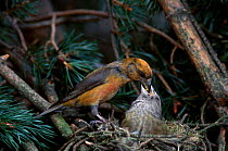 Male Red crossbill feeding female at nest {Loxia curvirostra} England UK