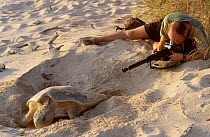 Simon King filming Flat back turtle laying eggs on beach. Crab Is Queensland Australia
