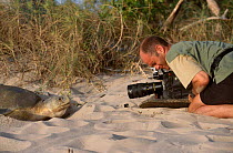 Simon King filming Flat back turtle laying eggs on beach. Crab Is Queensland Australia