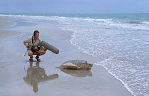 Ben Osborne sound recording Flat back turtle returning to sea. Crab Is QLD Australia