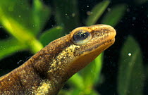 Close-up of head of Smooth newt {Triturus vulgaris} showing sensory pores,captive