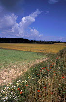 Wild flowers on edge of cultivated field Provence France