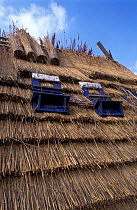 Reeds used for thatch roofing Camargue France