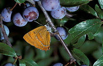 Brown hairstreak butterfly female ovipositing {Thecla betulae} Hampshire UK