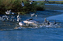 Bottlenosed dolphins catching fish by stranding {Tursiops truncatus} South Carolina USA