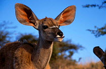 Greater Kudu portrait {Tragelaphus strepsiceros} Kenya