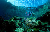 Snorkeler over coral reef Sharm el Sheik Red Sea Egypt