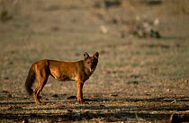 Dhole (Indian wild dog) {Cuon alpinus} Bandhavgarh NP Madhya Pradesh India