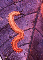 Velvet worm {Peripatus sp} Lowland rainforest Yasuni NP Ecuador