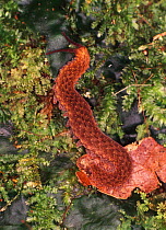 Velvet worm {Peripatus sp.} Lowland rainforest Yasuni NP Ecuador