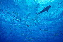 Roboshark amongst Grey reef sharks {Carcharhinus amblyrhynchus} Bikini Atoll