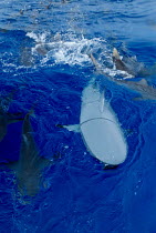 Roboshark amongst Grey reef sharks at surface {Carcharhinus amblyrhynchus} Bikini Atoll
