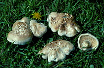 St Georges mushroom {Tricholoma gambosum} UK
