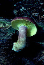 Plums and custard fungus {Tricholoma rutilans} UK