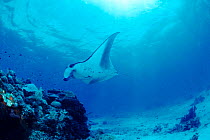 Manta ray swimming over reef {Manta birostris} Indo Pacific