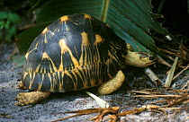 Radiated tortoise {Geochelone radiata} Buschhaus, Madagascar