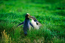 Yellow-eyed penguin feeding chick above ground {Megadyptes antipodes} Enderby Island, NZ