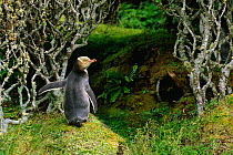 Yellow-eyed penguin in forest {Megadyptes antipodes} Enderby Island, Auckland Is, New Zealand