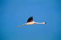 Andean flamingo in flight {Phoenicoparrus andinus} Salar de Atacama, Chile South America