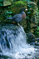 Blue duck above waterfall {Hymendaimus malacorhynchus} Arundel, Hampshire UK captive