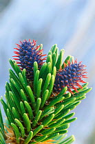 Bristlecone pine cones & new growth - ancient trees {Pinus aristata} White Mountains, USA