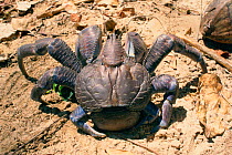 Robber crab {Birgus latro} Nicobar Islands, India