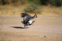 Indian white backed vulture taking off {Gyps bengalensis} Thar Desert, India