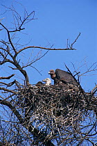 Indian white backed vulture with chick at nest {Gyps bengalensis} Keoladeo NP India