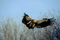 Indian white backed vulture in flight {Gyps bengalensis} Ruaha NP, Tanzania, East Africa