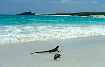 Marine iguana resting on beach {Amblyrhynchus cristatus} Galapagos Islands, Ecuador