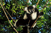 Black and white ruffed lemur {Varecia variegata variegata} Nosy Mangabe NP Madagascar