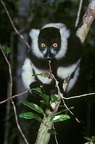 Black and white ruffed lemur {Varecia variegata variegata} Nosy Mangabe NP Madagascar