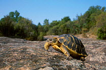 Hermanns tortoise {Testudo hermanni} France