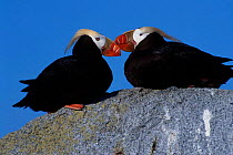 Tufted puffins bill-clacking in courtship {Lunda cirrhata} Talan Is Sea of Okhutsk East Russia