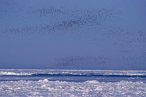 Crested auklet flock return to Talan Is at dusk {Aethia cristatella} Okhutsk E Russia