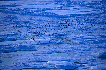 Crested auklet flock fly over pack ice {Aethia cristatella} Talan Is Okhutsk Sea E Russia