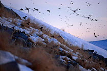 Crested auklets arrive at dusk on Talan Is Okhutsk E Russia {Aethia cristatella}