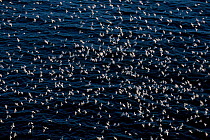 Huge flock of Kittiwakes in flight {Rissa tridactyla} Talan Is Okhotsk Sea E Russia birds