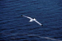 Kittiwake in flight over sea {Rissa tridactyla} Talan Is Okhotsk Sea E Russia